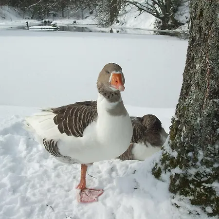 Apartament Hankeln Winterberg